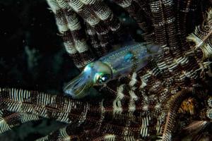 Squid cuttlefish underwater photo