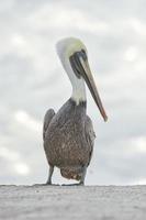 Pelican by the sea photo