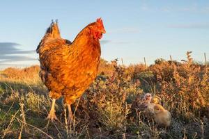 gallina y pollitos melancólicos en una granja foto