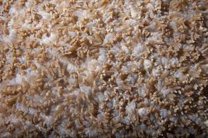 macro detalle de coral duro de raja ampat, papua indonesia foto