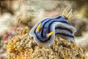 chromodoris coi nudibranquio foto