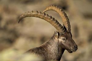 Isolated ibex long horn sheep Steinbock photo