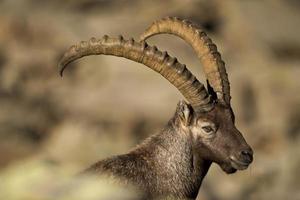 Isolated ibex long horn sheep Steinbock photo