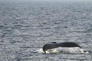 cola de ballena jorobada foto