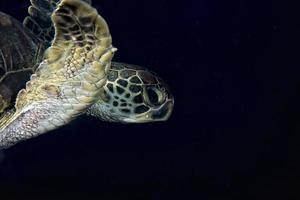 A sea Turtle portrait close up while looking at you photo