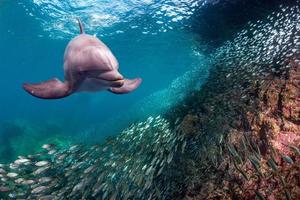 dolphin underwater on ocean background photo