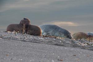 elephant seal  on the beach in patagonia photo