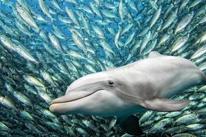 dolphin underwater on ocean background photo