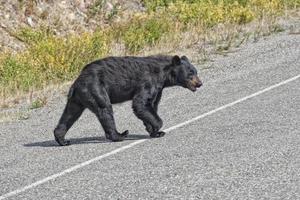 A black bear crossing the road in Alaska Britsh Columbia photo