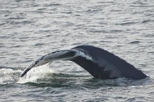 cola de ballena jorobada foto