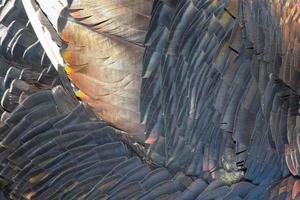 Turkey feathers rainbow metallic background photo