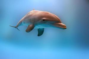 delfines jugando bajo el agua cerrar buceo foto