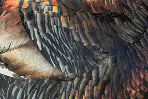 Turkey feathers rainbow metallic background photo