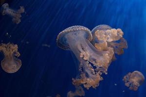 jellyfish back light underwater close up photo