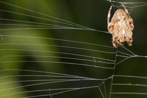 araña colgando de su telaraña foto