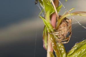 Spider hanging from its web photo