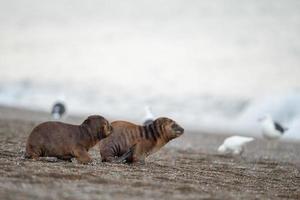 baby newborn sea lion on the beach in Patagonia photo