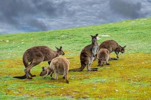 Kangaroo looking at you on the grass photo