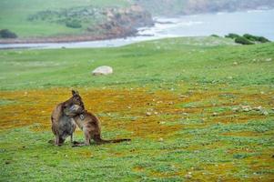 Kangaroo mother and son portrait photo