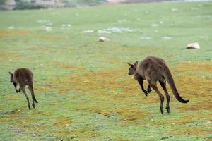 Kangaroo portrait while jumping on grass photo