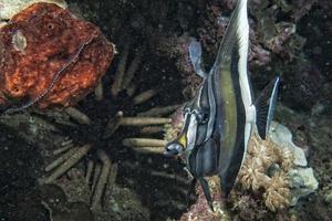 Angel fish looking at you photo