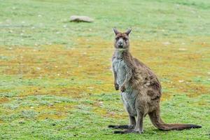 kangaroo portrait close up portrait look at you photo