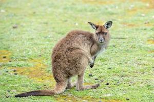 Kangaroo looking at you on the grass photo