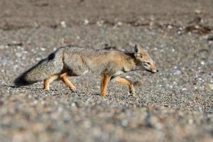 grey fox on the beach while hunting photo