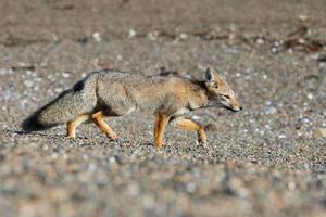 grey fox on the beach while hunting photo