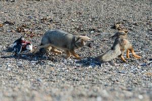 grey fox eating a penguin on the beach photo