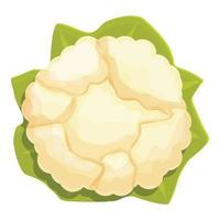 vector de dibujos animados de icono de coliflor de vista superior. comida de repollo