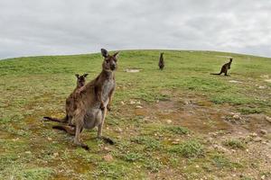 Kangaroo mother and son portrait photo