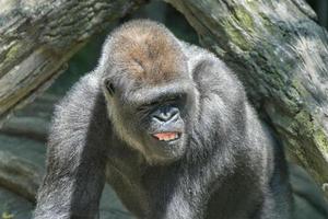 gorilla ape monkey close up portrait photo