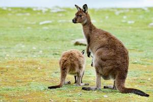 Kangaroos mother father and son portrait close up photo