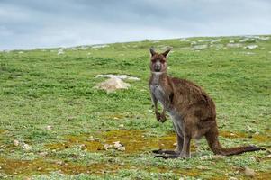 Puzzled kangaroo portrait close up portrait photo