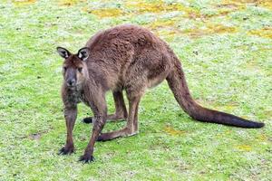 kangaroo portrait close up portrait look at you photo