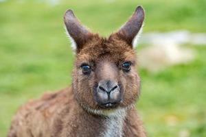 Puzzled kangaroo portrait close up portrait photo