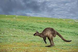 jumping kangaroo portrait close up portrait photo