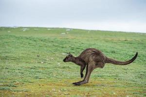 Kangaroo portrait while jumping photo