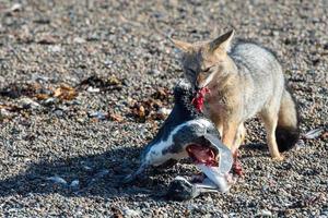 grey fox eating a penguin on the beach photo