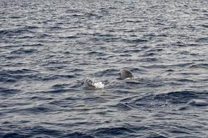 An isolated dolphin jumping in the deep blue sea photo