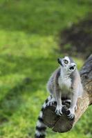 lemur monkey in the zoo photo
