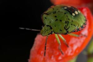 green beatle insect photo