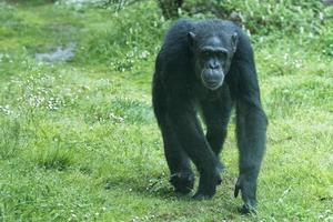 Ape chimpanzee monkey while coming to you photo