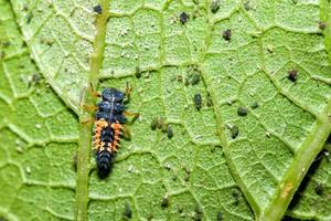 aphides on green leaf background photo