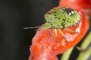 green beatle on red background photo