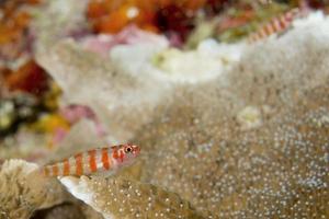 A colorful fish on hard coral macro in Cebu Philippines photo