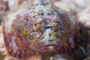 A stone fish in the sand in Cebu Philippines photo