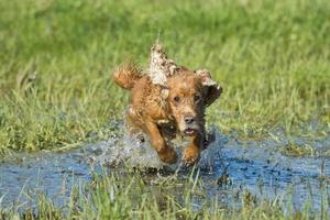 cocker spaniel playing in the water photo