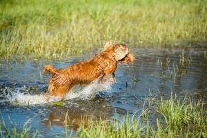 Puppy cocker spaniel playing in the water photo